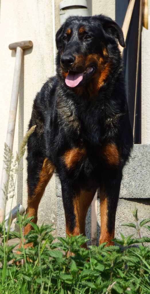Chiots Nox et Saturne 2023